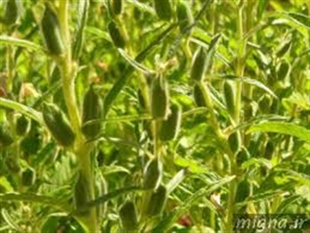 تولید ژنوتیپ های مقاوم کنجد در خشکی توسط عضو هیات علمی دانشگاه پیام نور کرمان