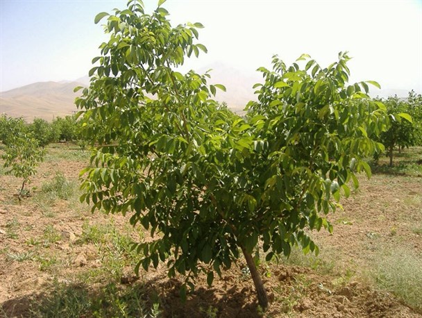 مدیریت تولید گردوی سالم از کاشت تا برداشت