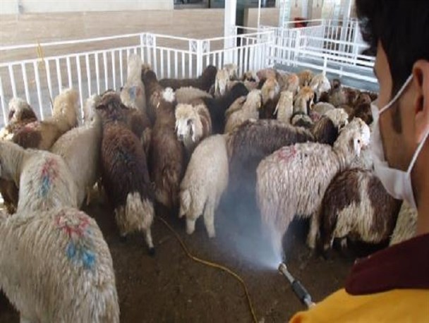 سمپاشی جایگاه نگهداری دامها در پاسارگاد انجام شد