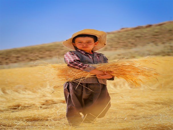 خوشه‌های برکت/  برداشت گندم از گندم‌زارهای بام ایران