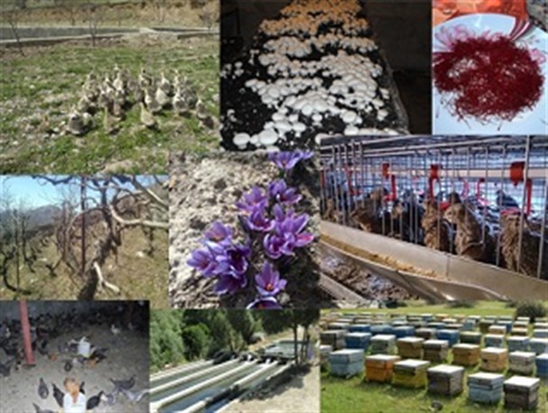 اجرای 641عرصه اقتصادی با 1500نفر اشتغالزایی در کهگیلویه وبویراحمد/ توجه به اقتصاد مقاومتی راهی ترسیم شده برای اقتصاد پویای کشور