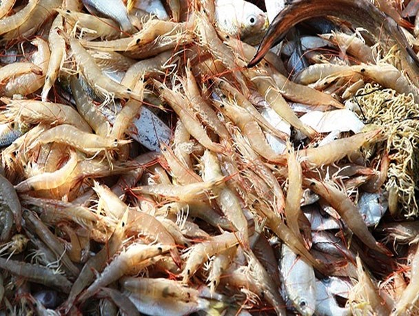 بزرگترین طرح اقتصاد مقاومتی سیریک با تهدید روبروست /امنیت اشتغالزایی 172 نفر در خطر