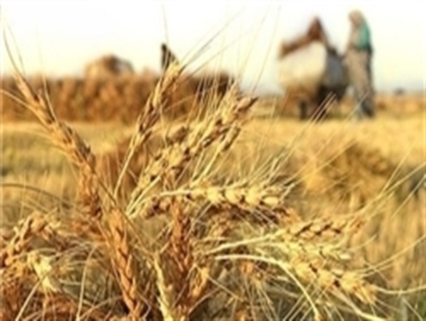 جای صنایع تبدیلی در کشاورزی حمیدیه خالی است