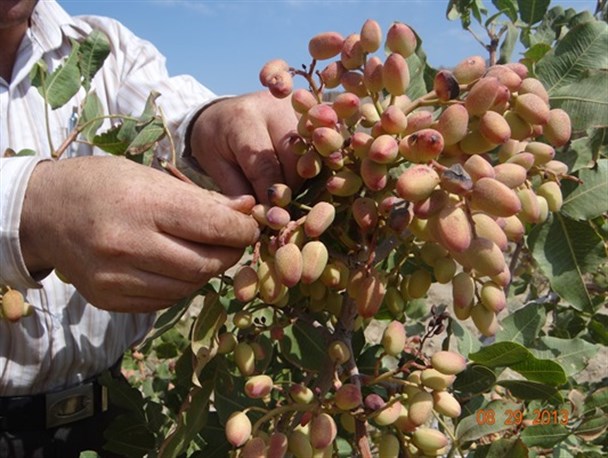 برداشت ۲۵ تن پسته از باغات ماهنشان/ کاشت پسته، محصول اقتصادی و پاسخی برای کم آبی است+تصاویر