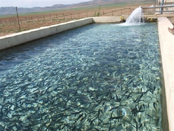 اجرای طرح پایش باقی‌مانده سموم و دارو در مزارع پرورش ماهی چناران