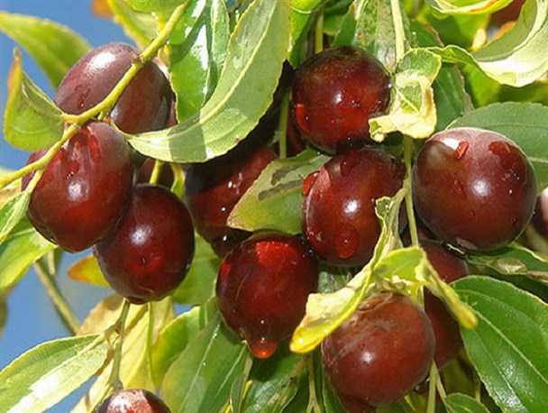 149 هکتار از باغات شهرستان درمیان زیر کشت عناب است/ پیش بینی برداشت 274 تن عناب