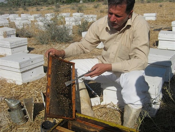 ایجاد اشتغال ثابت برای 10 نفر با پرورش زنبور عسل/ هر کلونی 11کیلوگرم عسل تولید می شود