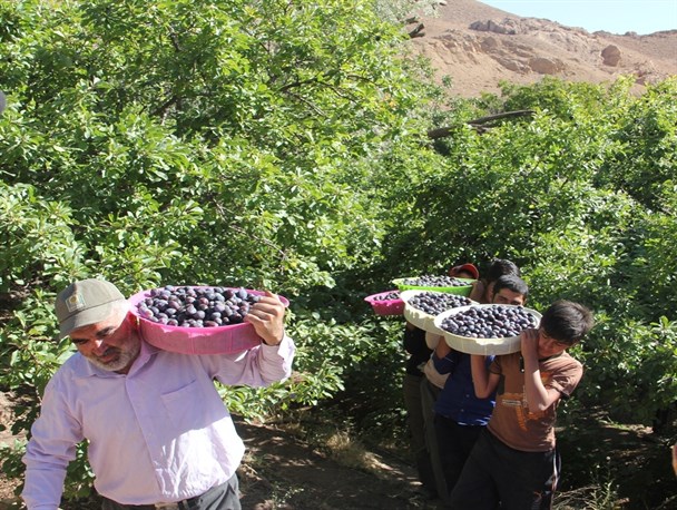 تلاش باغداران زیرکوه برای برداشت و خشک کردن آلو + تصاویر