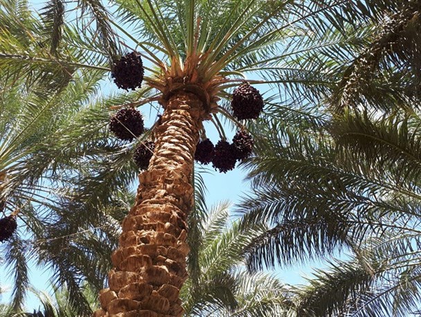 برداشت خرما از نخلستان های میرجاوه + تصاویر
