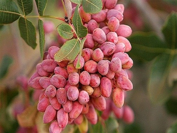 بشرویه مقام نخست تولید پسته خراسان جنوبی را دارا است