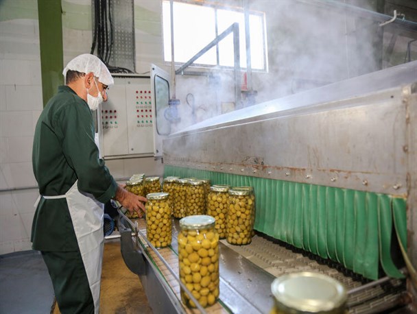 اخطار جدی محیط زیست به صنایع تبدیلی زیتون در طارم بدون ارائه راهکار