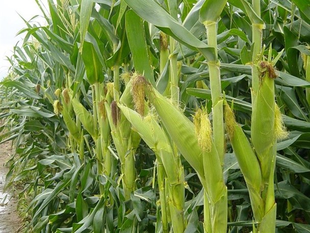 رشد ۲۰ درصدی کشت ذرت علوفه‌ای در چالدران