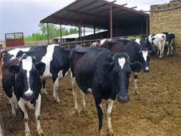 ۵۰ هزار رأس دام مازاد در استان مرکزی وجود دارد/وزارت جهاد کشاورزی مطالبات دامداران را پرداخت کند