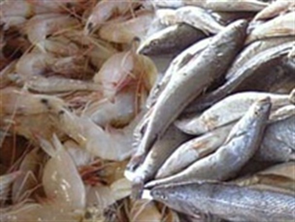 صادرات ماهی و میگو هرمزگان به اروپا