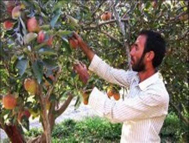 فصل خزان کشاورزان سی سختی همزمان با برداشت محصول