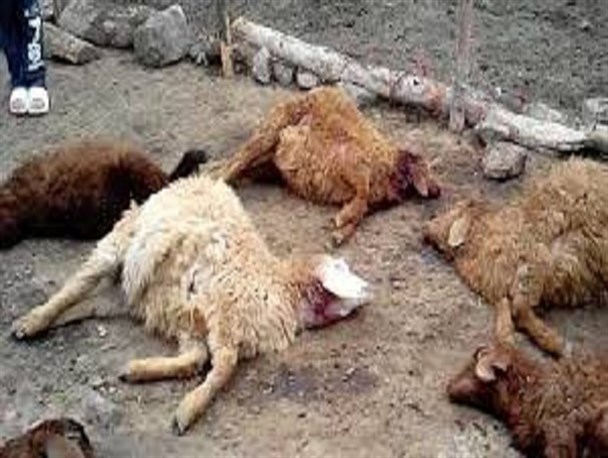 71 گوسفند طعمه 7 گرگ گرسنه شدند