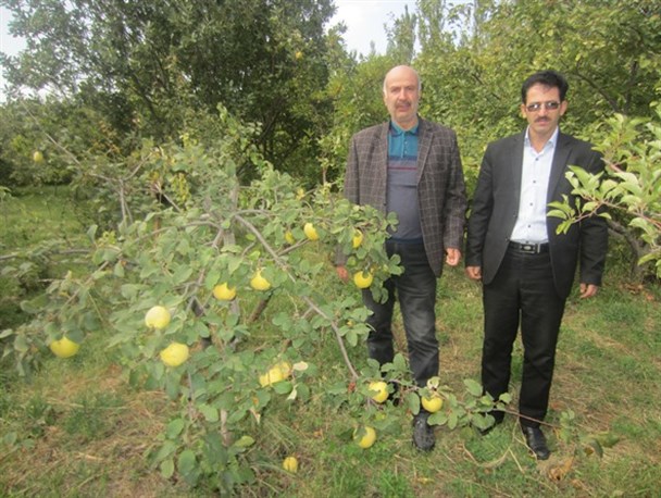 کاهش 60 درصدی تولید"بِه" در باغات گیوی
