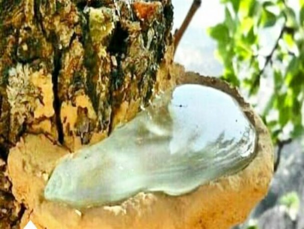 سقز گیری از درخت پستە وحشی یا «بنه» در سردشت