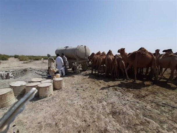 حکایت بی‌پایان مهمانی ناخوانده و غوغای خاک در دریاچه بزرگ شرق/ تالاب بین‌المللی هامون؛ همچنان زیر سم شترها