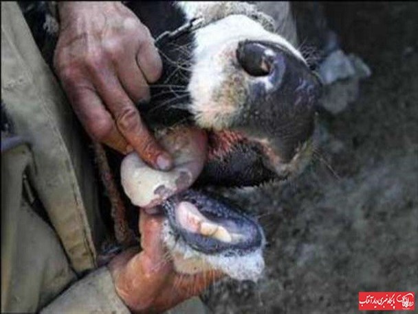 افزایش قیمت دارو یقه دامداران را گرفت/شیوع بیماری تب برفکی در استان مرکزی