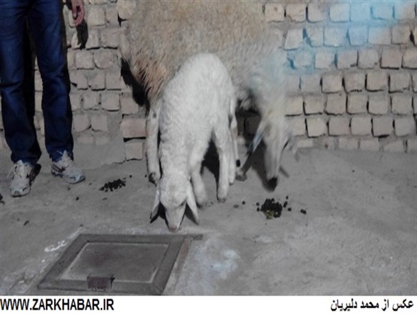 تولد بره شش دست و پا در خشکرود زرندیه