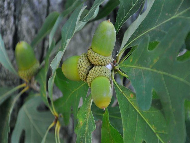 بلوط لرستان را دریابیم