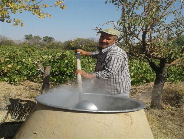 پخت ۸۰ هزار لیتر شیره انگور به شکل سنتی در ابهر / جای خالی جشنواره ای به نام شیره پزان در ابهر