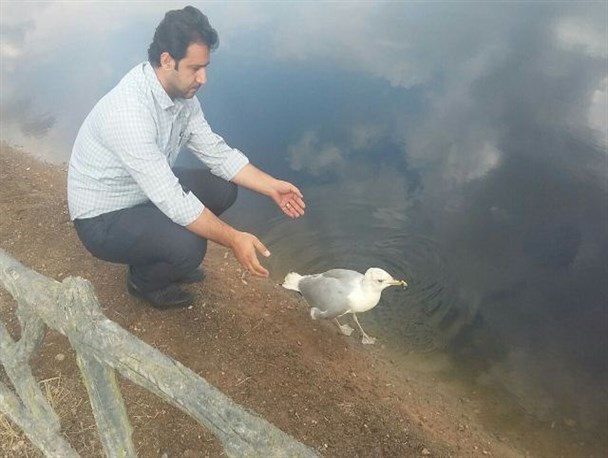 یک قطعه پرنده کاکایی درساوه رهاسازی شد