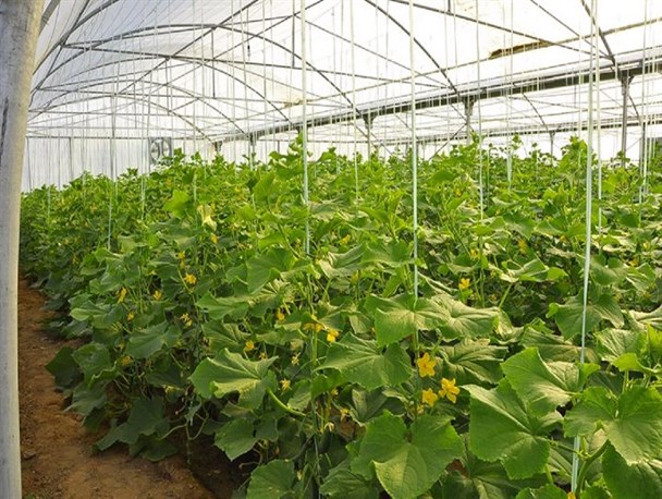 سایت های گلخانه‌ ای حاجی آباد از مشکل نبود گاز رنج می برد