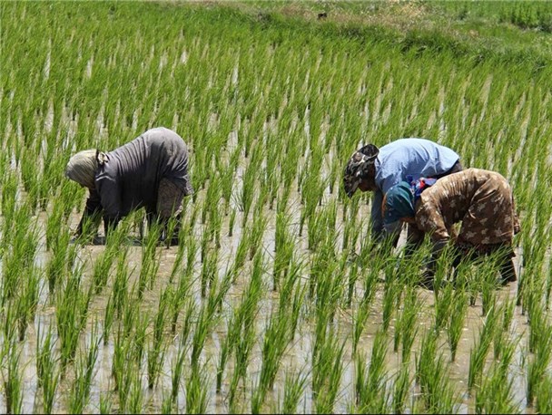 کشت برنج دراصفهان ممنوع است/ ضرورت حمایت از کشت های جایگزین