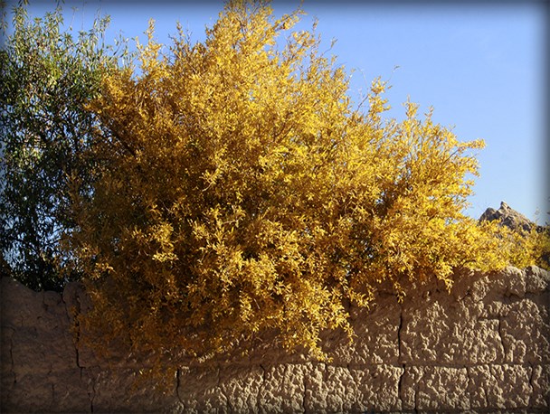 عکس /چهره پاییزی تفت از دریچه دوربین