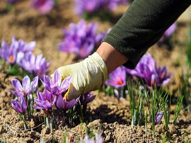 سرخاب طلای سرخ بر چهره ۵۳ هکتار از مزارع استان البرز/۳ تیر و یک نشان زعفران‌کاران؛ خواص دارویی، آب بری کم و سودآوری بالا