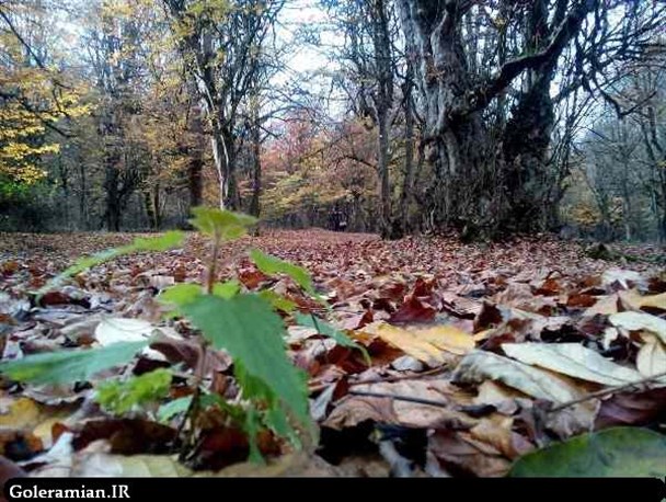 چشم اندازهای زیبای پاییزی در شفیع آباد شهرستان رامیان