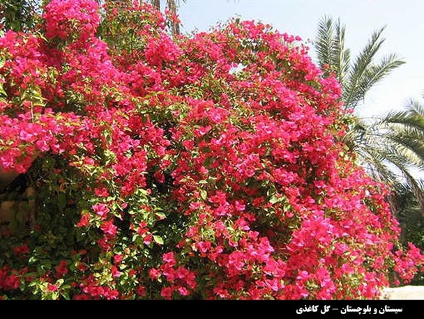 صدای پای بهار در جنوب سیستان و بلوچستان/ رویش گلهای کاغذی در شهرستان سرباز