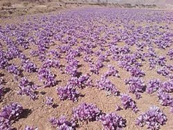 نقش طلای سرخ در تحقق اقتصاد مقاومتی/اجرای طرح آزمایشی کشت زعفران در شهرستان میرجاوه