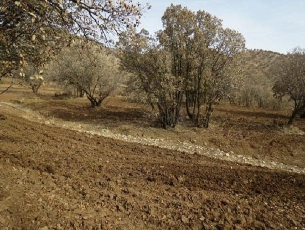 خطر بیخ گوش جنگل ها و مراتع/ وقتی سودجویان به جنگل ها و مراتع نیز رحم نمی کنند