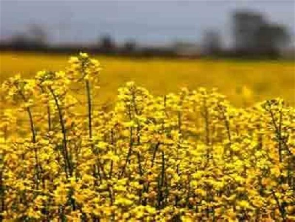 خسارت ۶ میلیارد ریالی حاصل سرمازدگی ۵۰ هکتار مزارع کلزا در شهرستان فردیس