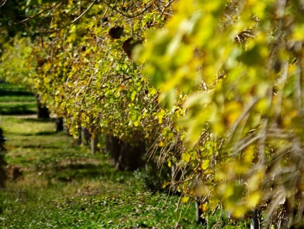 رؤیای آخرین روزهای پاییز گچساران