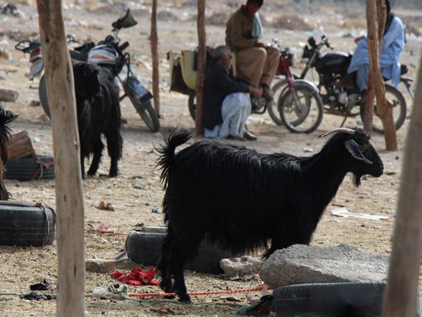 احشام سرگردان در سطح شهر خاش و گسترش بیماری هاری/ شهرداری: شهروندان در صورت مشاهده دام ها با شماره 137 تماس بگیرند + تصاویر