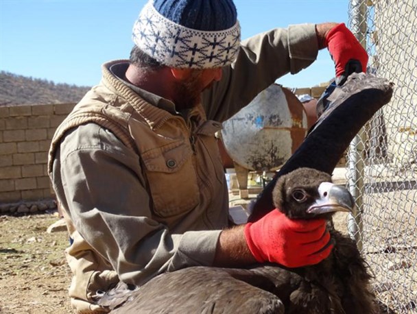 همت یک کهگیلویه وبویراحمدی در محافظت از محیط زیست/40 پرنده شکاری توسط یک دنانشین درحال درمان است+ تصاویر