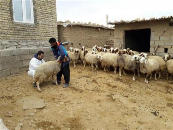 طرح واکسیناسیون رایگان دام علیه بیماری های واگیر در سرپلذهاب ادامه دارد
