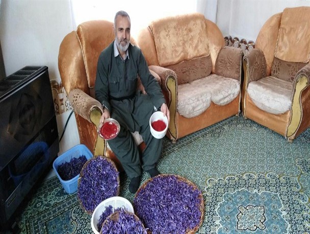 برداشت طلای سرخ در شهرستان بانه