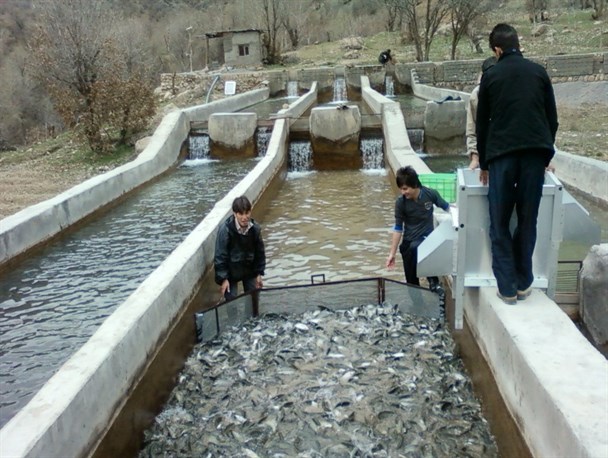 نوسان شدید قیمت‌ ماهی در بازار زنجان/ خوراک ماهی با قیمت واقعی به دست پرورش دهندگان نمی‌رسد