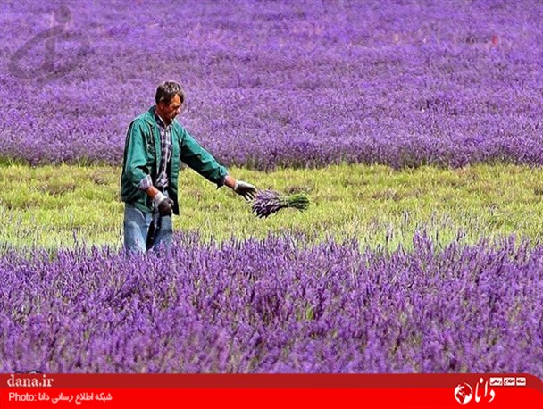 گزارش تصویری/مزرعه بسیار زیبای سنبل