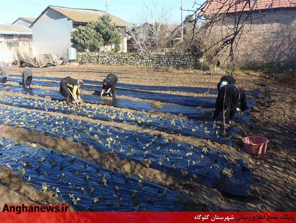 کشت مکانیزه توت فرنگی در گلوگاه توسط زنان روستایی+تصاویر