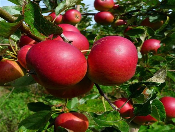 روشهایی عملیاتی برای افزایش کمی و کیفی محصولات باغی