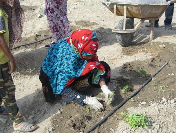 کشت انواع گیاهان دارویی در رودان +تصاویر
