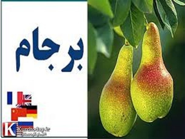 فرماندار طرقبه شاندیز: میوه‌های برجام در حال به ثمر رسیدن است!