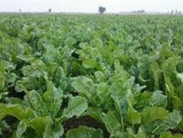 برداشت محصول کاهو برای نخستین بار در شهرستان طارم