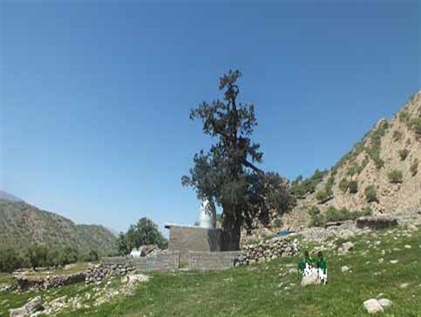کهنسال ترین درخت سرو ایران +تصاویر
